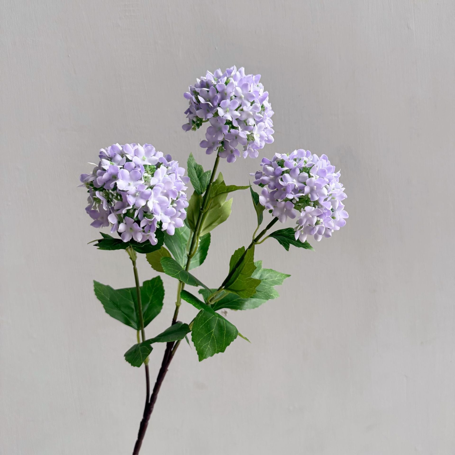 Hydrangea Snowball Home Flowers - view 2