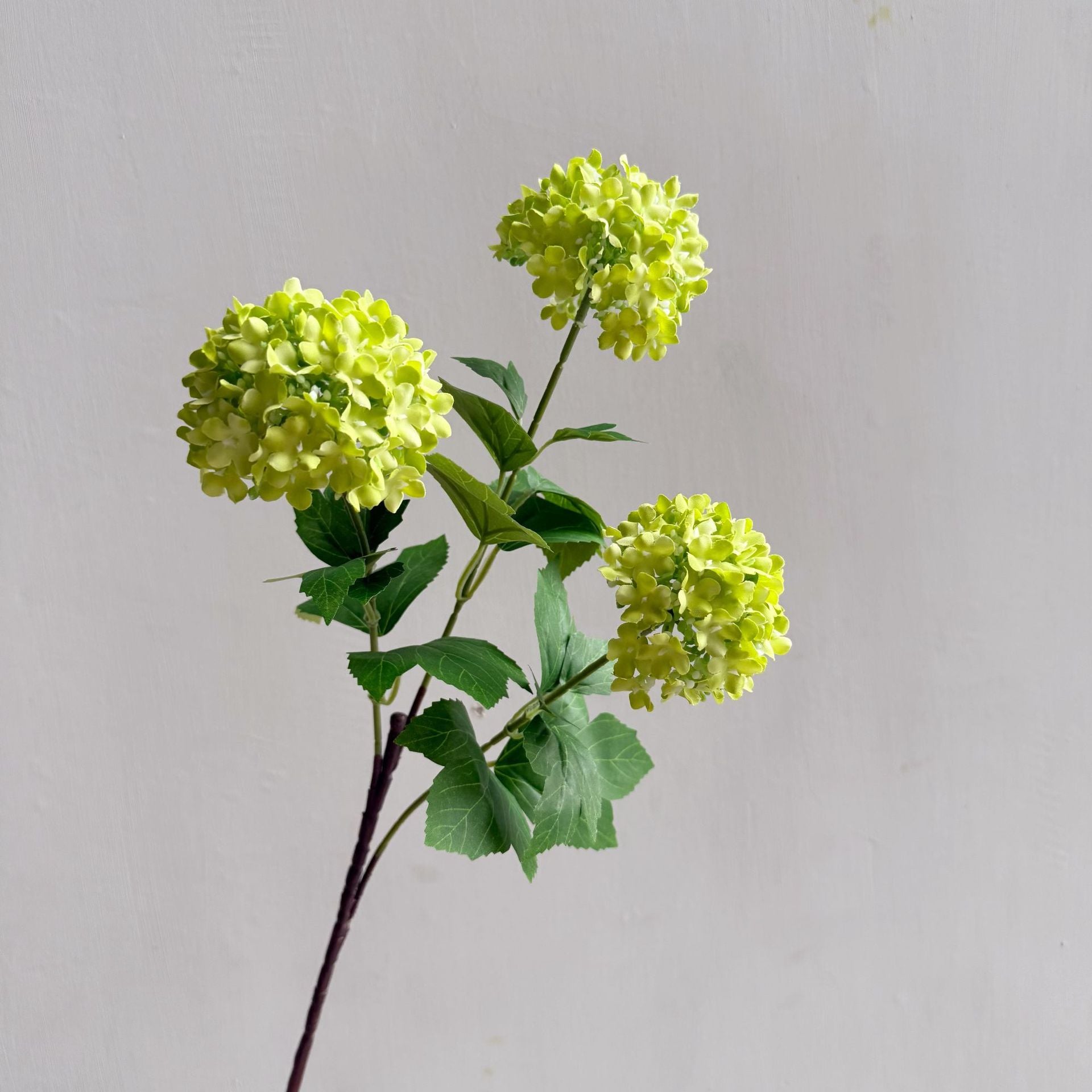 Hydrangea Snowball Home Flowers - view 5