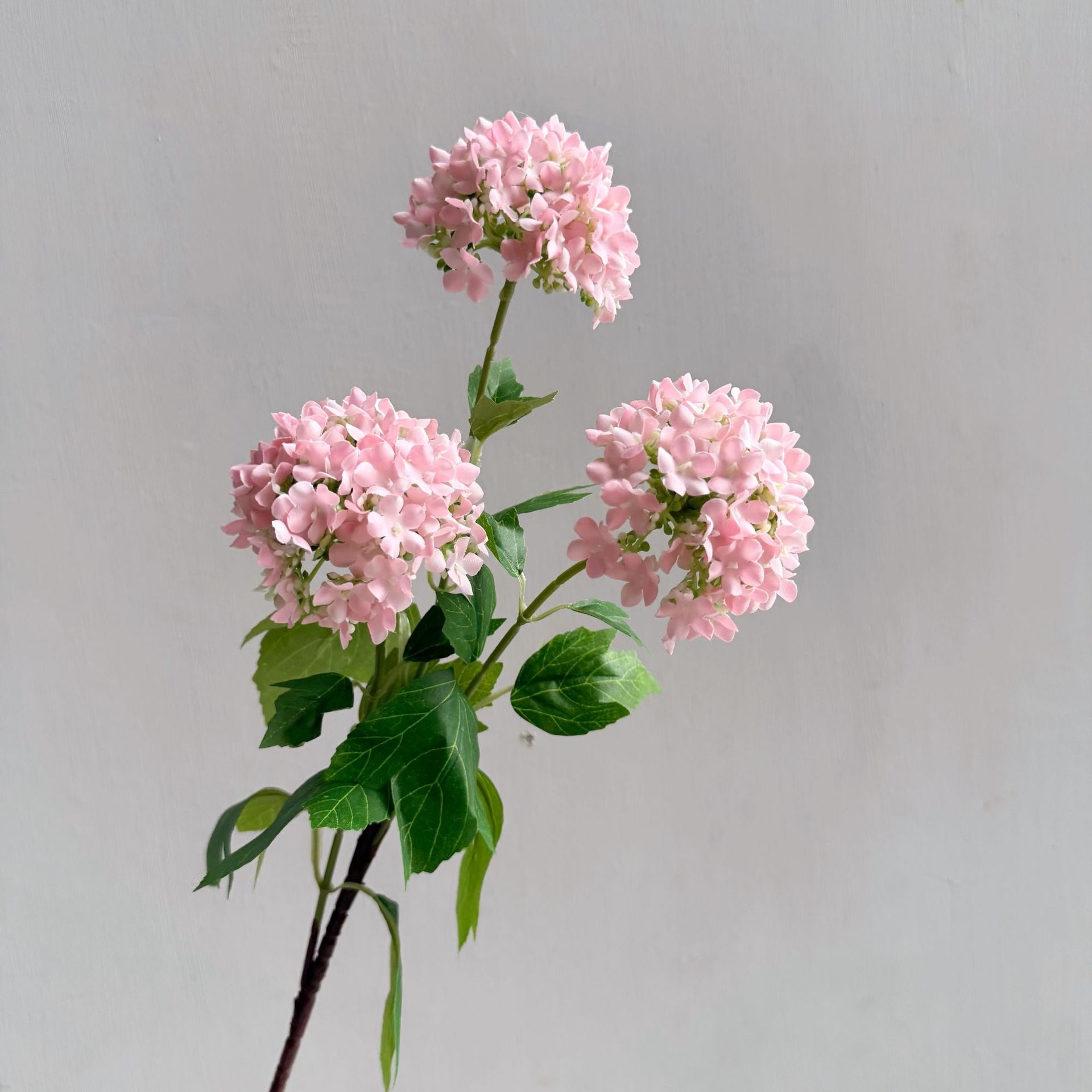 Hydrangea Snowball Home Flowers - view 3