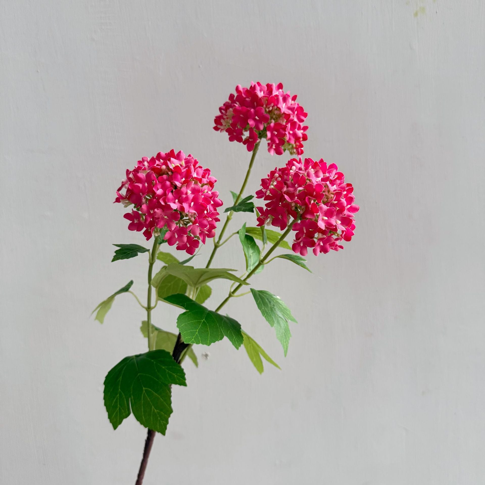 Hydrangea Snowball Home Flowers - view 6