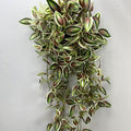 Plant Wall Wedding Decoration - view 1